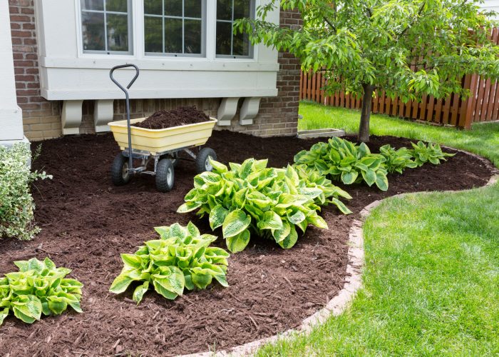 Garden maintenance in spring doing the mulching of the flowerbeds to keep down weeds and retain moisture in the soil